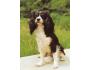 PES CAVALIER KING CHARLES SPANIEL SVÉPOMOC