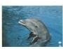 FLORIDA PORPOISE