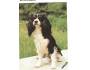 PES - CAVALIER KING SPANIEL