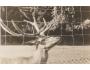 SRNEC=JELEN =OBORA HOLEŠOV /rok1928?*BE4334
