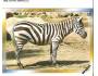 ZOO Zebra