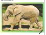 ZOO Slon