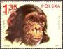 Polsko 1972 Šimpanz, Michel č.2165 raz.