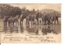 SLONI = CEYLON = ASIE /r1906?*kb2005
