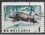 Bulharsko o Mi.1063 Fauna - divoké prase
