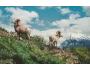 MUFLON ROCKY MOUNTAIN BIG HORN SHEEP NAKL. KANADA ***831C