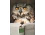 VÝR VELKÝ UHU BUBO BUBO REKL. NAKL. RAKOUSKO ***831P