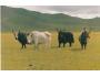SKOT NAKL. MONGOLSKO ***833Z