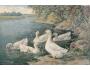 KACHNY A. SCHILLING PEKIN DUCKS ART NAKL. USA °834H
