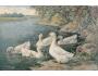 KACHNY  A. SCHILLING PEKIN DUCKS ART  NAKL. USA  °834H