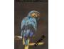 Ara ararauna, modrokřídlý - papoušek