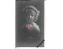 DĚVČE-UMĚLECKÉ FOTO-KOLOROVÁNO / r.1925 / M366-1
