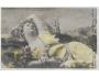 ŽENA-UMĚLECKÉ FOTO-KOLOROVÁNO / r.1904 / M366-227