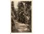 KOMÁRKOVA STEZKA / ŠUMAVA /r1937*kc194