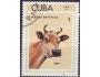 Kuba 1973 Kráva, Michel č.1879 raz.