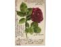 Přání květina,dl.adr.prošlá poštou r.1902,Q/318