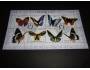 Aršík motýl, motýľ, hmyz, fauna Guinea-Bissau -al 18