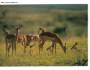 ANTILOPA IMPALA JIHOAFRICKÁ  - PRESSFOTO   *** 39514