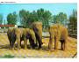 SLON INDICKÝ A AFR - ZOO DVŮR KRÁLOVÉ - PRESSFOTO *** 39520