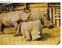 NOSOROŽEC TUPOROHÝ - ZOO DVŮR KRÁLOVÉ - PRESSFOTO *** 39521