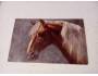 Malovana pohlednice - tisk, kůň 3