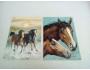České malované  pohlednice koně