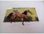 pohlednice koně cizí arab Jetke P86/2016