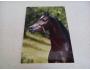 pohlednice koně cizí arab Jetke P87/2016