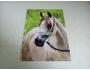 pohlednice koně cizí arab Jetke P89/2016