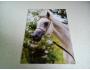 pohlednice koně cizí arab Jetke P90/r2016