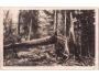 Šumava Boubín prales č. 9194 nákl. J.Pospíchal ***53610L