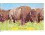 BISON - BIZON /FARMA V USA / ZVÍŘATA /rok19??*fa1007