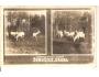 ŽEHUŠICE /K.HORA / JELEN V OBOŘE / ZVÍŘATA /rok1933?*fa1012