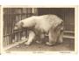 MEDVĚD V ZOO / ZVÍŘATA /rok1931?*fa1017