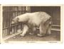 MEDVĚD V ZOO / ZVÍŘATA  /rok1931?*fa1017