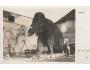 ZVÍŘATA = MAMUT /FOTO ABSOLON=rok1926*A3324