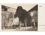 MAMUT =FOTO ABSOLON =rok1925?*A3346