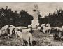 BESKYDY =RADHOŠT+RADEGAST+OVCE /rok1955?*UF6082