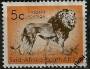 Jižní Afrika o Mi.0280 Fauna - lev