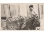 KŮŇ=OSEL NESE OVOCE /rok1930?*BE6456