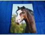 pohlednice koně cizí welsh Jetke P206/r2017
