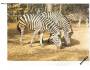 ZOO Brno zebra Chapmanova ***20911o