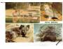 ZOO Brno sovice sněžní liška polární dikobraz ***20949o