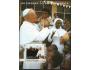 Guinea Bissau-papež Jan Pavel II v Africe-blok 443 **