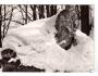 Krkonoše socha Krakonoš pod sněhem VF  °11612