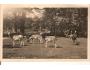 CHOLTICE = OBORA + JELENI /PARDUBICE /rok1937?*ca1045
