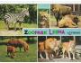 ZOO LEŠNÁ=ZEBRA+LEV+KUN+ZUBR+RYS /rok1955-75*UF1802