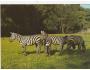 ZEBRA / ZOO LEŠNA /rok1955-75*UF1856