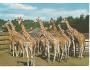 Žirafy Rothschildovy, ZOO Dvůr Králové 18-843°