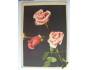 Československá pohlednice - růže *5485